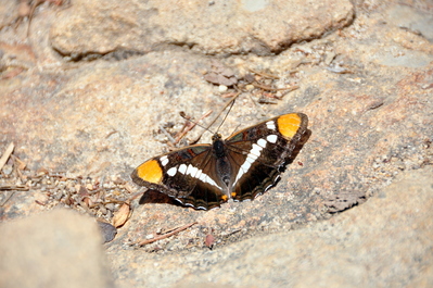 Cool moth