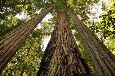 Redwoods