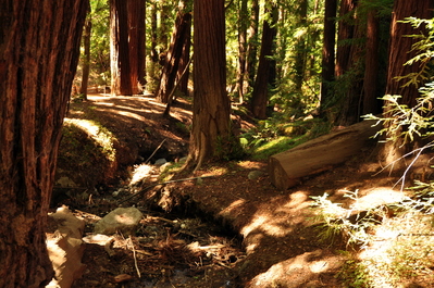 Hiking in the redwoods