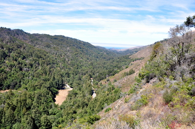 Hiking in the redwoods