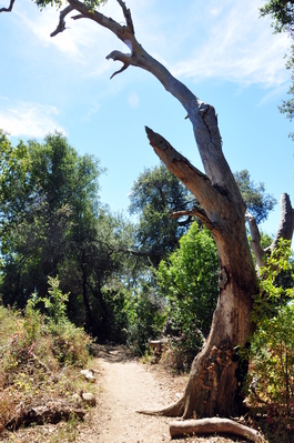 Hiking above the redwoods