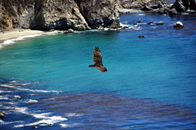 Vulture on the coastal highway