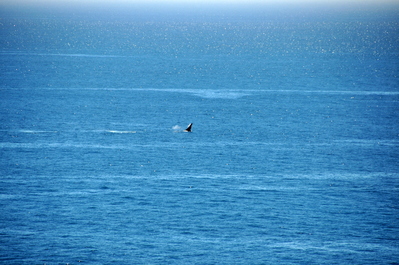 Breaching whale