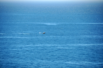 Breaching whale