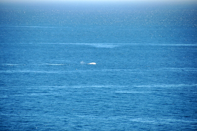 Breaching whale