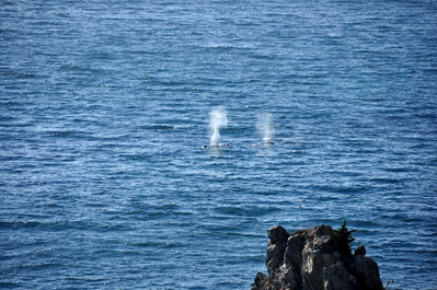 Whales breathing