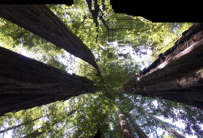 Redwoods
