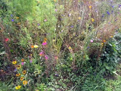 Wildflowers