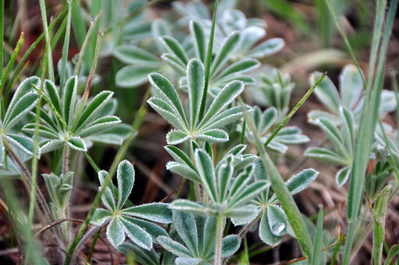 Frosty dew in Hodgdon Meadow