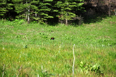 Red-winged black bird