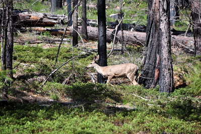 Oh deer!