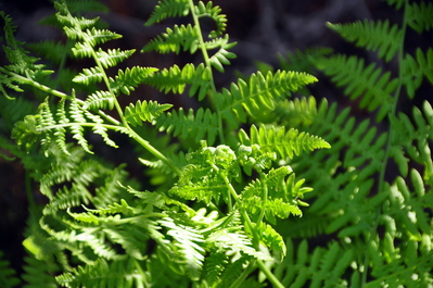 Ferns