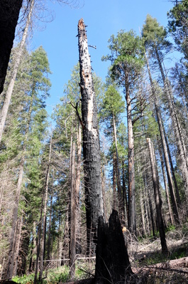 Burned out tree