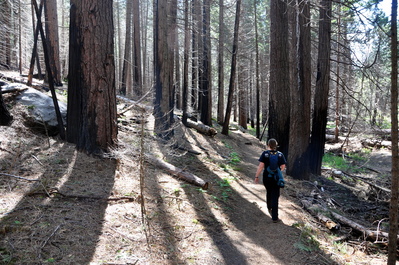 Hiking to Carlon Falls among burned trees