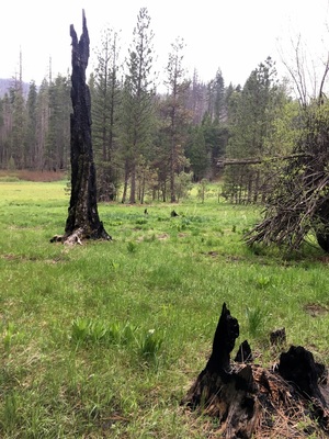 Burned out tree in Hodgdon Meadow