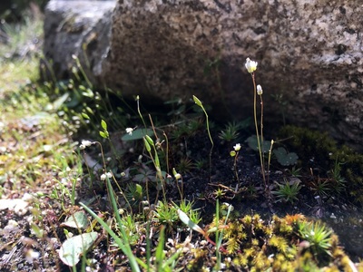 Tiny flowers